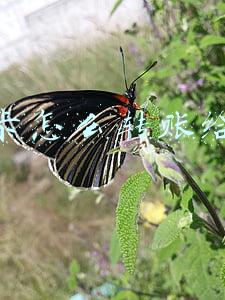 支付宝信用卡怎么转账给别人(信用卡套现出借，是否属于民间借贷？)