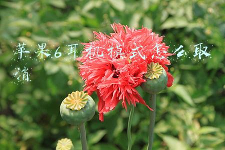 苹果6耳机模式怎么取消