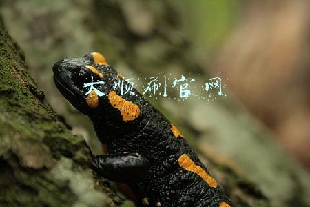 大顺刷官网