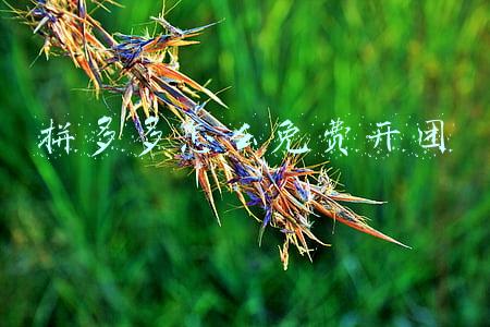 拼多多怎么免费开团