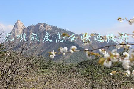 花呗额度怎么快速提升