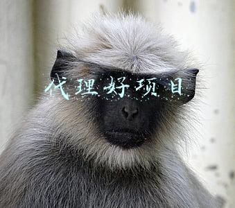 代理好项目