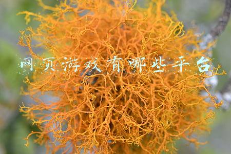 网页游戏有哪些平台