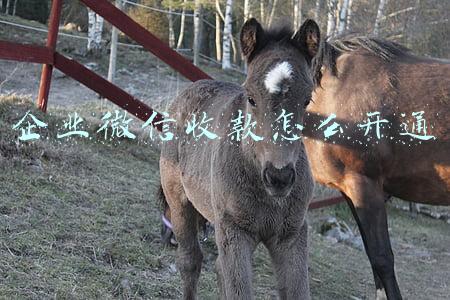 企业微信收款怎么开通