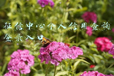 征信中心个人信用查询登录入口