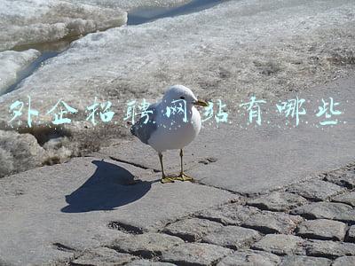 外企招聘网站有哪些