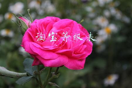 淘宝等级表