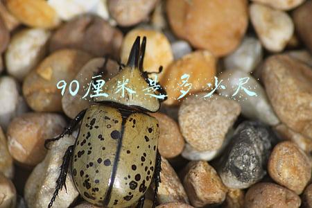 90厘米是多少尺