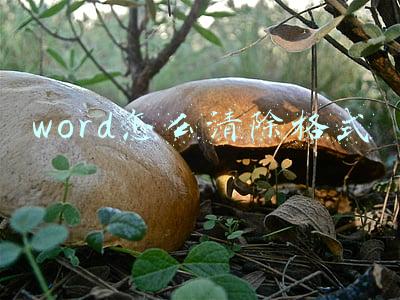 word怎么清除格式