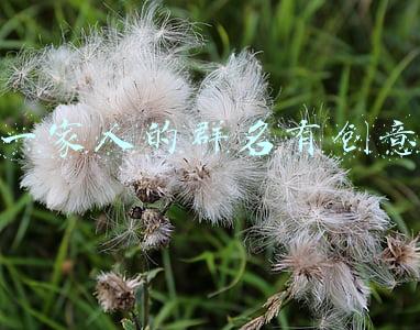 一家人的群名有创意五口人(延文德：“大蒜”一家亲)
