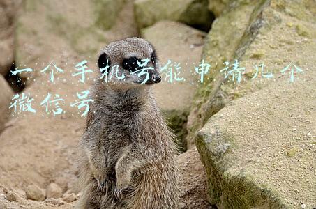 一个手机号能申请几个微信号