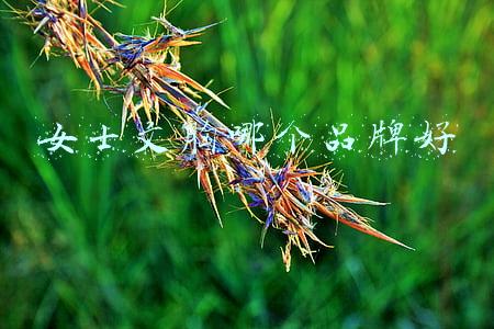 女士文胸哪个品牌好知乎(有哪些好的内衣品牌适合大胸妹子？Lihgtness莱特妮丝)