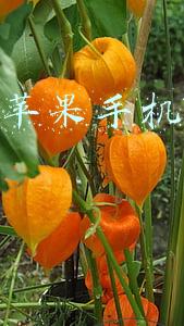 捡到的苹果手机怎么解id锁