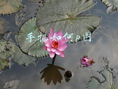 手机如何p图