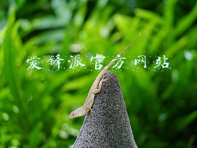 爱锋派官方网站