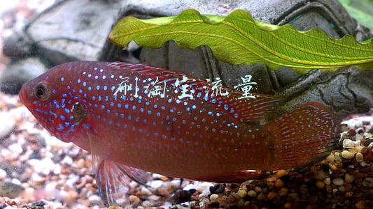 刷淘宝流量
