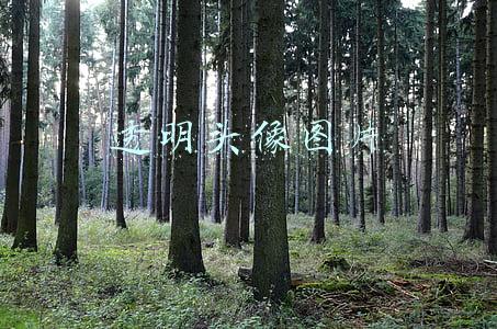 透明头像图片