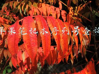 苹果笔记本序列号查询入口(Mac电脑的激活日期如何查询？)