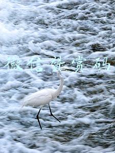 微信赞赏码是什么给别人安全吗(网络诈骗何时休)