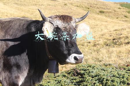 大碗菜加盟