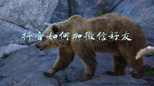 抖音如何加微信好友