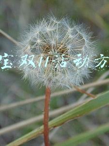 淘宝双11活动方案