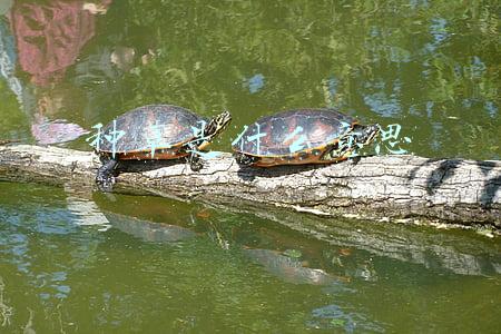种草是什么意思