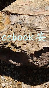 facebook安装