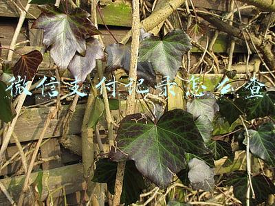 微信支付记录怎么查