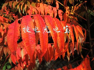 搜电充电宝