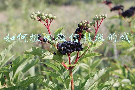如何撤回微信转账的钱