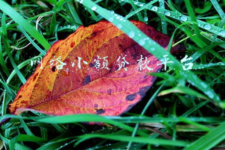 网络小额贷款平台