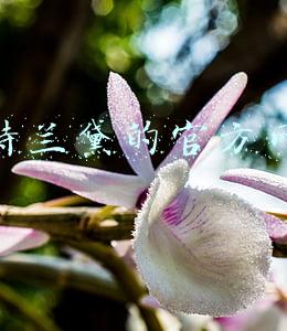 雅诗兰黛的官方网站 雅诗兰黛的官方网站