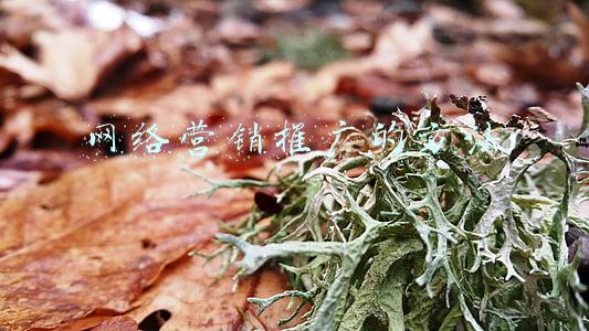 网络营销推广的方法