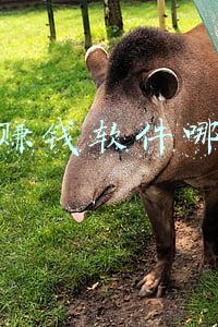 手机赚钱软件哪个好