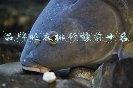 品牌睡衣排行榜前十名