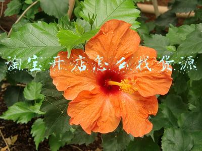 淘宝开店怎么找货源