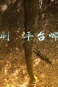 手机刷単平台哪个好