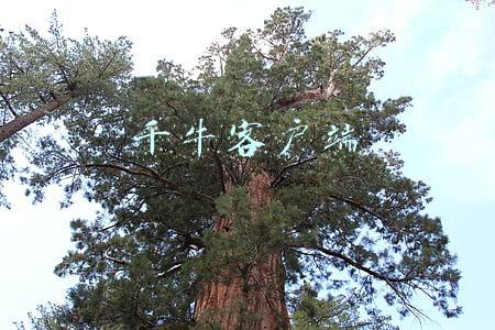千牛客户端