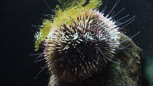 新手怎么做电商