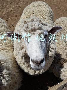如何制作视频短片