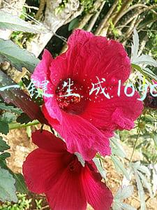一键生成logo