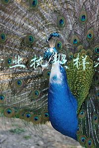 营业执照样本