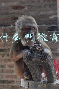 什么叫微商