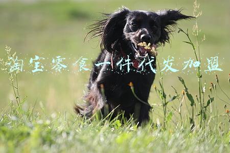 淘宝零食一件代发加盟