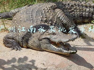 广州江南水果批发市场