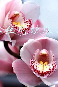 去红血丝的护肤品有哪些