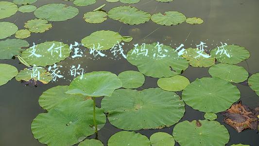 支付宝收钱码怎么变成商家的