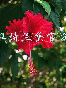 雅诗兰黛官方