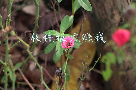 软件推广赚钱